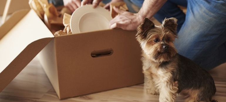 Preparing to move house with your pet dog