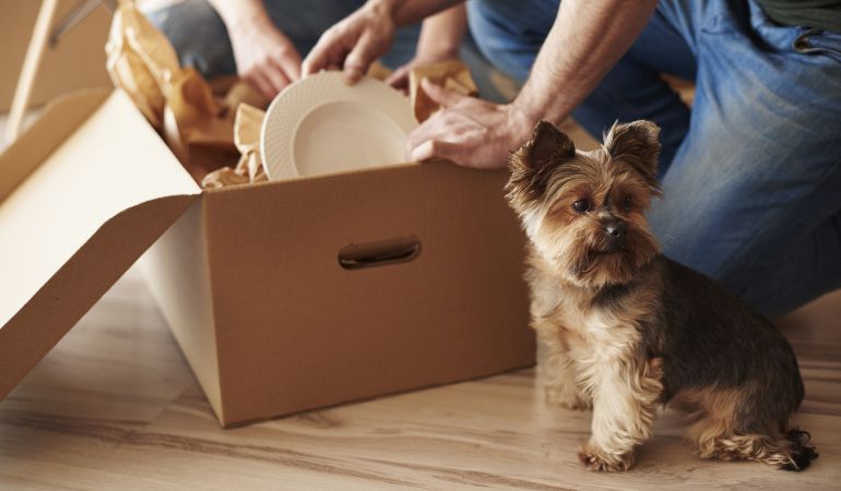 Preparing to move house with your pet dog