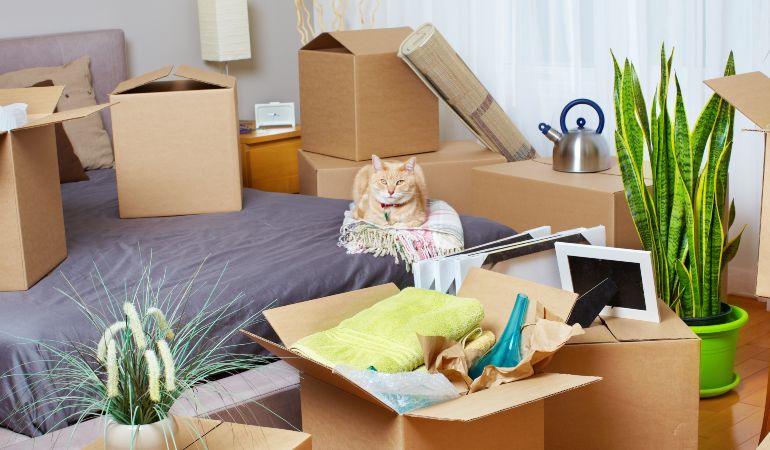 moving house with a cat