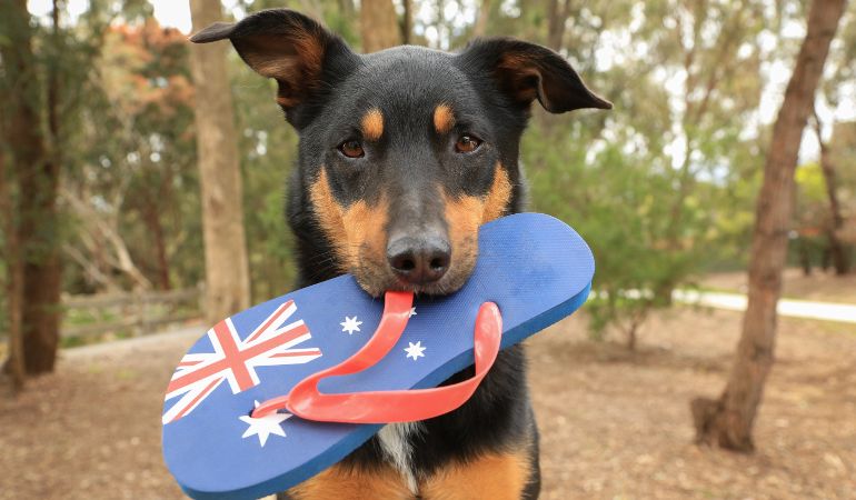 how much does it cost to bring your dog to australia