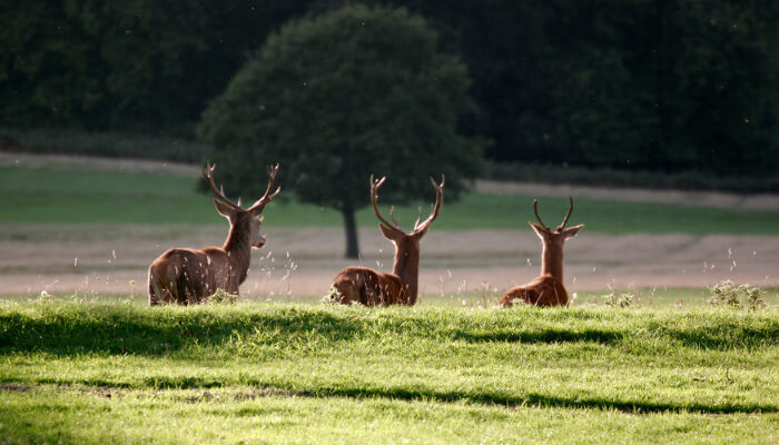 Richmond park in London